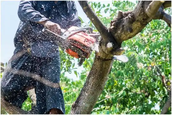 tree services Barton Creek